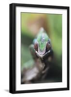 Madagascar, Red Bar Panther Chameleon-Michele Westmorland-Framed Photographic Print