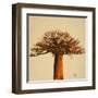 Madagascar Safari I-Patricia Pinto-Framed Art Print