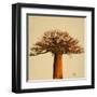 Madagascar Safari I-Patricia Pinto-Framed Art Print