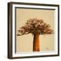 Madagascar Safari I-Patricia Pinto-Framed Art Print