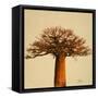 Madagascar Safari I-Patricia Pinto-Framed Stretched Canvas