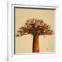 Madagascar Safari I-Patricia Pinto-Framed Art Print