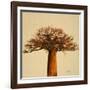 Madagascar Safari I-Patricia Pinto-Framed Art Print