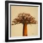 Madagascar Safari I-Patricia Pinto-Framed Art Print