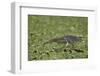 Madagascar squacco heron (Madagascar pond-heron) (Malagasy pond-heron) (Ardeola idae), Selous Game -James Hager-Framed Photographic Print