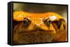 Madagascar Tomato Frog, Madagascar-Paul Souders-Framed Stretched Canvas
