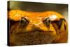 Madagascar Tomato Frog, Madagascar-Paul Souders-Stretched Canvas