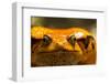 Madagascar Tomato Frog, Madagascar-Paul Souders-Framed Photographic Print