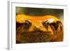 Madagascar Tomato Frog, Madagascar-Paul Souders-Framed Photographic Print