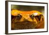 Madagascar Tomato Frog, Madagascar-Paul Souders-Framed Photographic Print