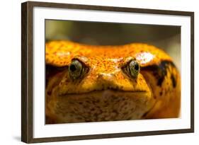 Madagascar Tomato Frog, Madagascar-Paul Souders-Framed Photographic Print