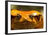 Madagascar Tomato Frog, Madagascar-Paul Souders-Framed Photographic Print