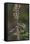 Madagascar Tree Boa (Sanzinia Madagascariensis), Madagascar, Africa-G &-Framed Stretched Canvas