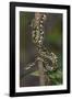 Madagascar Tree Boa (Sanzinia Madagascariensis), Madagascar, Africa-G &-Framed Photographic Print