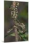 Madagascar Tree Boa (Sanzinia Madagascariensis), Madagascar, Africa-G &-Mounted Photographic Print