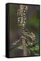 Madagascar Tree Boa (Sanzinia Madagascariensis), Madagascar, Africa-G &-Framed Stretched Canvas