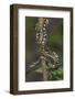 Madagascar Tree Boa (Sanzinia Madagascariensis), Madagascar, Africa-G &-Framed Photographic Print