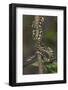 Madagascar Tree Boa (Sanzinia Madagascariensis), Madagascar, Africa-G &-Framed Photographic Print