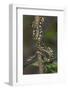 Madagascar Tree Boa (Sanzinia Madagascariensis), Madagascar, Africa-G &-Framed Photographic Print