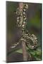 Madagascar Tree Boa (Sanzinia Madagascariensis), Madagascar, Africa-G &-Mounted Photographic Print