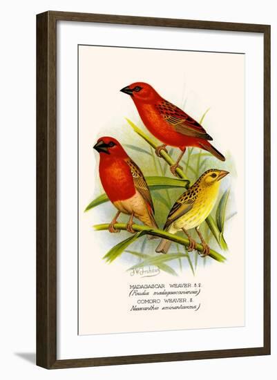 Madagascar Weaver and Comoro Weaver-F.w. Frohawk-Framed Art Print