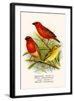 Madagascar Weaver and Comoro Weaver-F.w. Frohawk-Framed Art Print