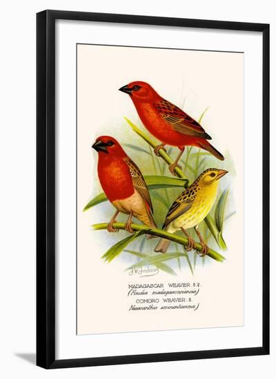 Madagascar Weaver and Comoro Weaver-F.w. Frohawk-Framed Art Print