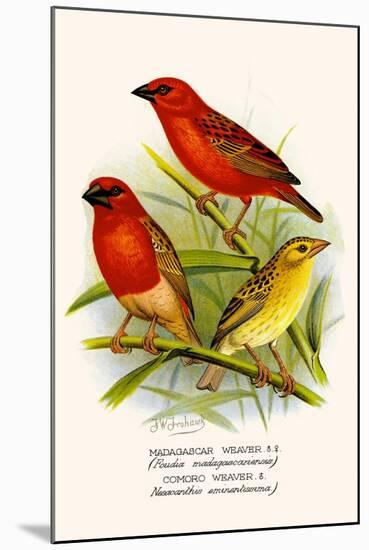 Madagascar Weaver and Comoro Weaver-F.w. Frohawk-Mounted Art Print