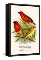 Madagascar Weaver and Comoro Weaver-F.w. Frohawk-Framed Stretched Canvas