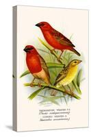 Madagascar Weaver and Comoro Weaver-F.w. Frohawk-Stretched Canvas