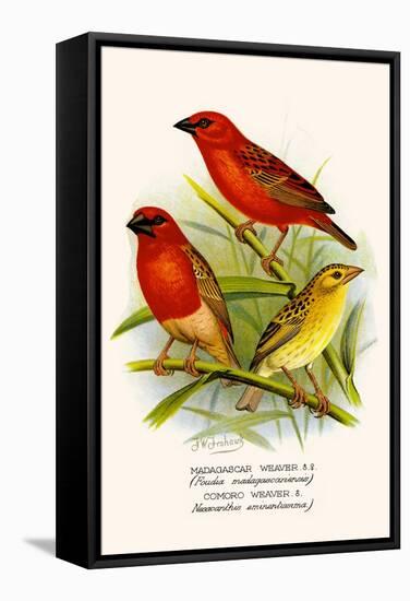 Madagascar Weaver and Comoro Weaver-F.w. Frohawk-Framed Stretched Canvas