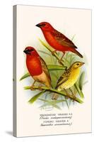 Madagascar Weaver and Comoro Weaver-F.w. Frohawk-Stretched Canvas