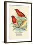 Madagascar Weaver, Comoro Weaver-Arthur G. Butler-Framed Art Print