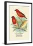 Madagascar Weaver, Comoro Weaver-Arthur G. Butler-Framed Art Print