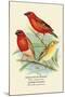 Madagascar Weaver, Comoro Weaver-Arthur G. Butler-Mounted Art Print