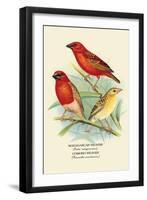 Madagascar Weaver, Comoro Weaver-Arthur G. Butler-Framed Art Print