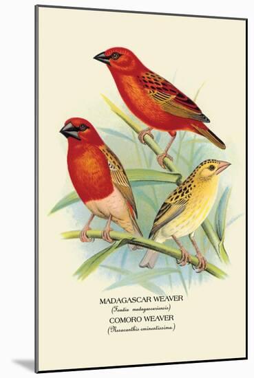 Madagascar Weaver, Comoro Weaver-Arthur G. Butler-Mounted Art Print