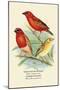 Madagascar Weaver, Comoro Weaver-Arthur G. Butler-Mounted Art Print