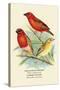 Madagascar Weaver, Comoro Weaver-Arthur G. Butler-Stretched Canvas