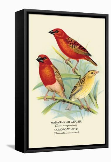 Madagascar Weaver, Comoro Weaver-Arthur G. Butler-Framed Stretched Canvas