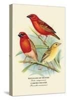 Madagascar Weaver, Comoro Weaver-Arthur G. Butler-Stretched Canvas