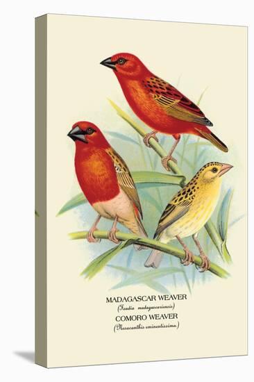 Madagascar Weaver, Comoro Weaver-Arthur G. Butler-Stretched Canvas