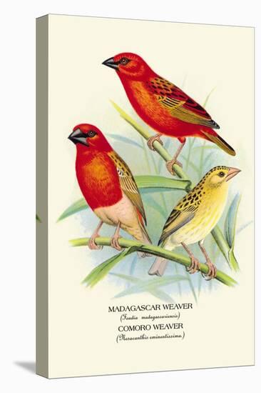 Madagascar Weaver, Comoro Weaver-Arthur G. Butler-Stretched Canvas