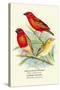 Madagascar Weaver, Comoro Weaver-Arthur G. Butler-Stretched Canvas