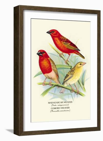 Madagascar Weaver, Comoro Weaver-Arthur G. Butler-Framed Art Print