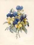 Sprig of Pansies-Madame Benoit-Giclee Print