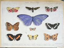 French and Foreign Butterflies-Madame Feraud-Stretched Canvas