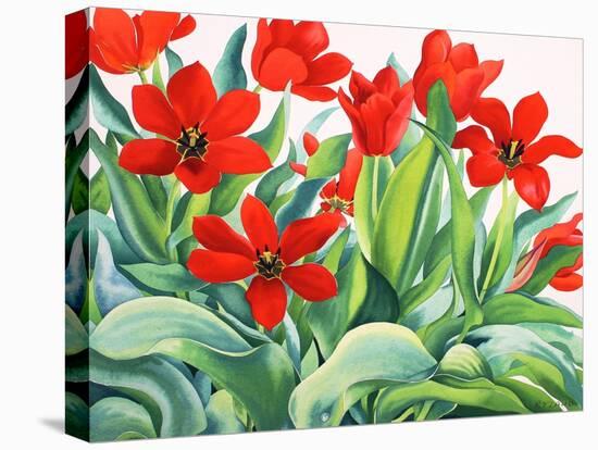 Madame Lefeber Tulips-Christopher Ryland-Stretched Canvas