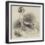 Madame Pleyel-null-Framed Giclee Print