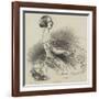 Madame Pleyel-null-Framed Giclee Print